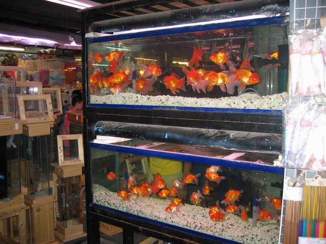 les beaux poissons rouges...
