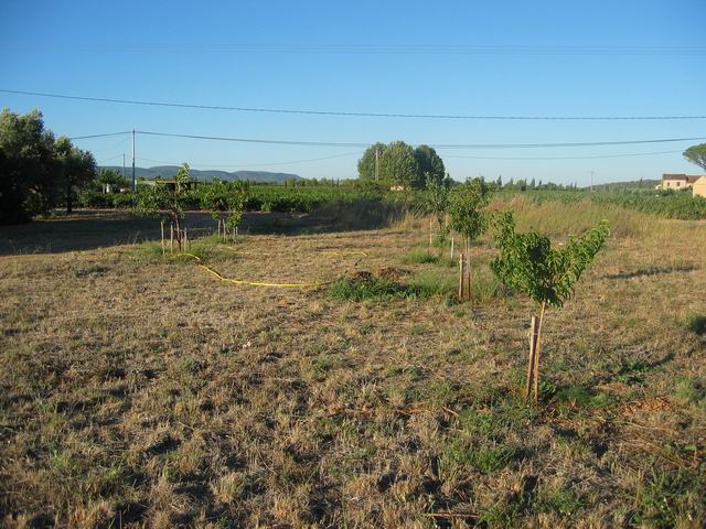 vue d'ensemble de la plantation...